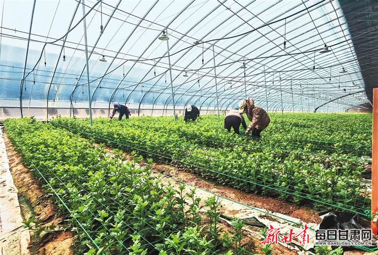 今年最新大棚胱衣舞的探索与解读